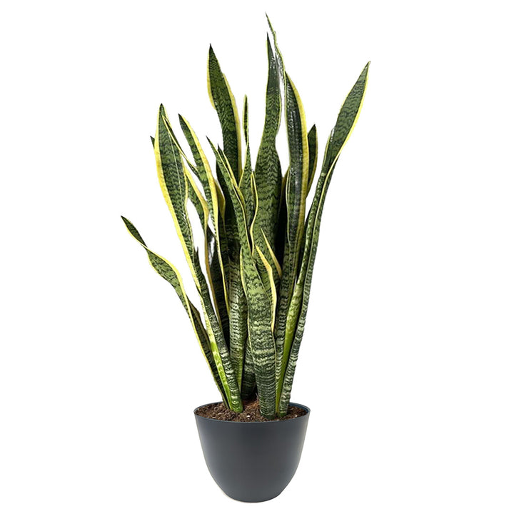 Sansevieria Laurentii in vaso antracite, pianta da interno elegante