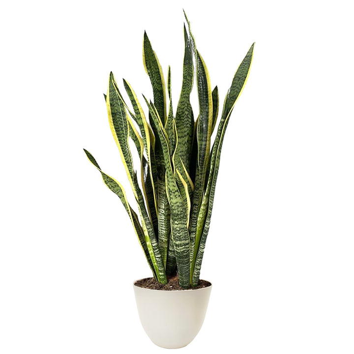 Sansevieria Laurentii alta 120 cm in vaso bianco in plastica riciclata