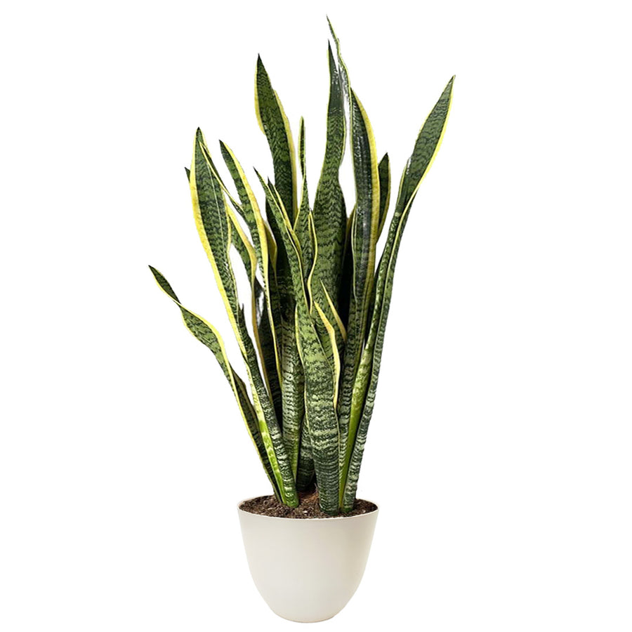Sansevieria Laurentii alta 120 cm in vaso bianco in plastica riciclata