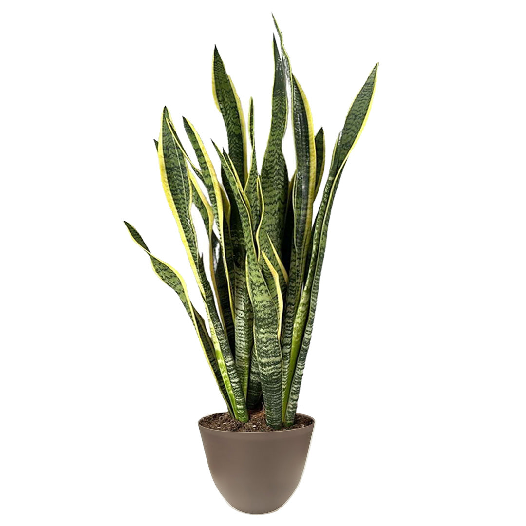 Sansevieria Laurentii in vaso tortora Ø25 cm con foglie variegate verticali