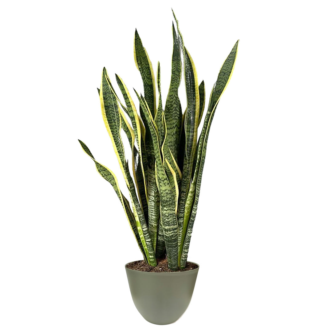 Sansevieria Laurentii con vaso verde, pianta d’appartamento robusta