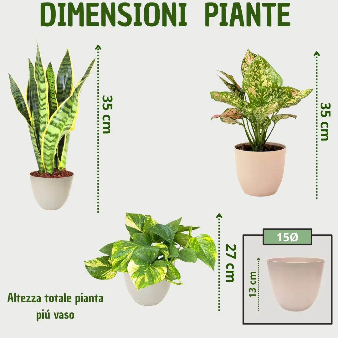 Grafica con misure delle piante: Sansevieria e Aglaonema alte 35 cm, Pothos 27 cm, con vasi tondi in plastica riciclata.