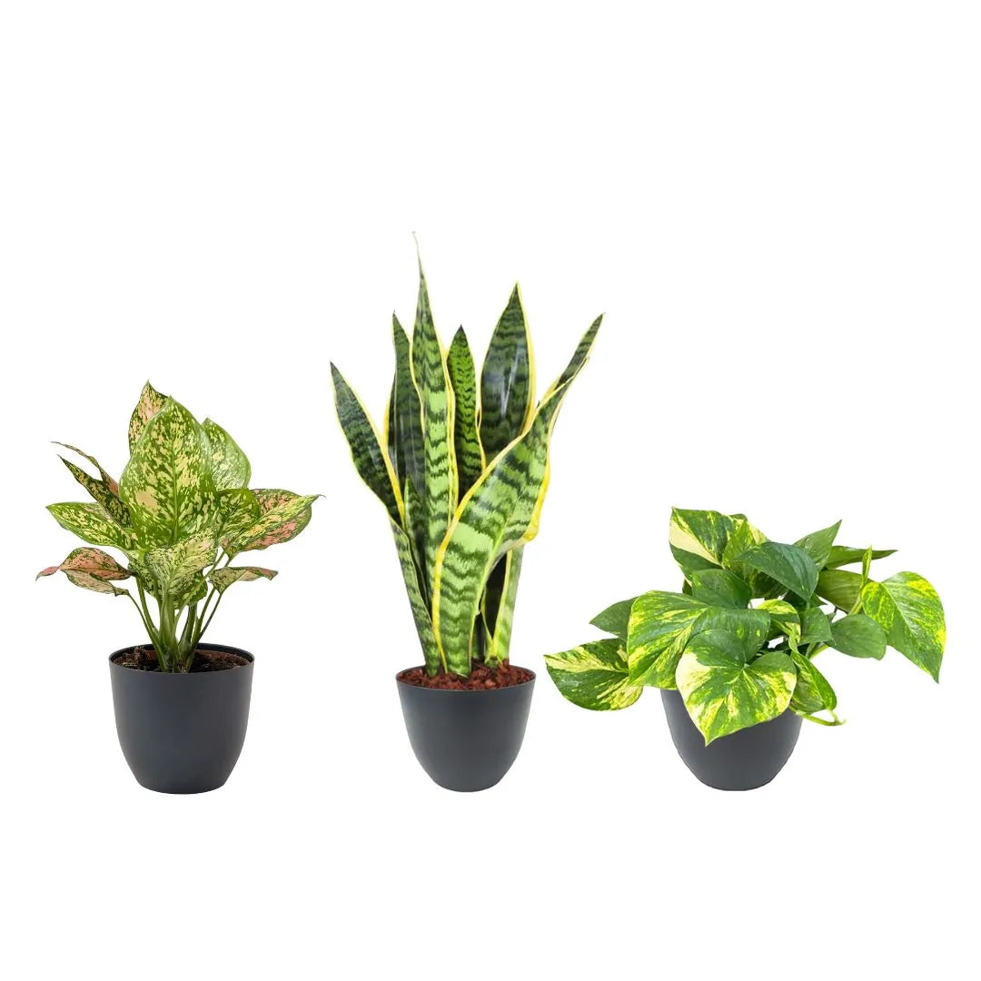 Tre piante vere in vaso antracite su sfondo bianco: Pothos dalle foglie variegate, Sansevieria verticale e Aglaonema Pink Beauty con sfumature rosa.