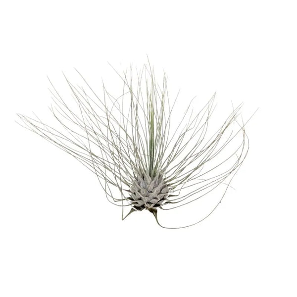 Tillandsia argentea
