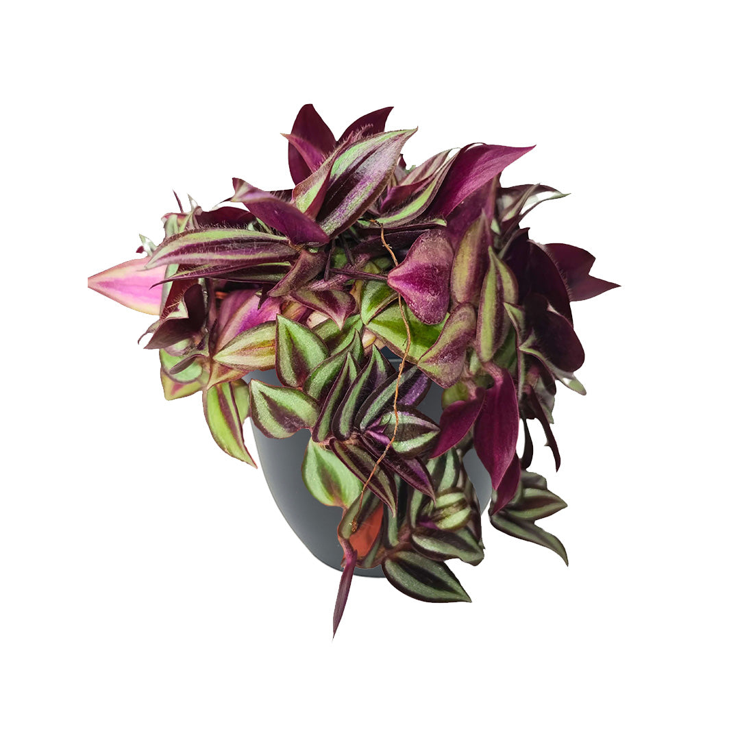 Pianta Tradescantia Zebrina pendente in vaso antracite ecosostenibile diametro 13 cm