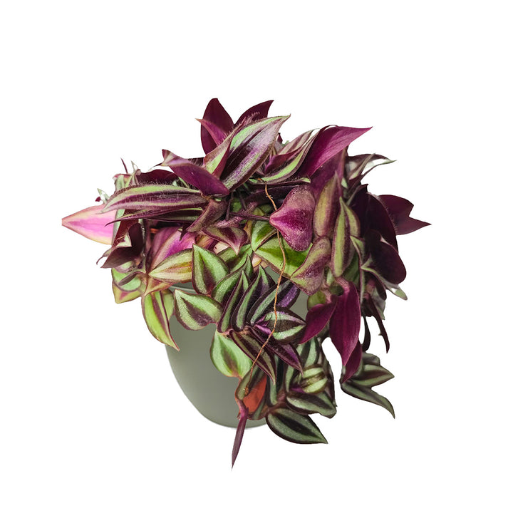 Pianta Tradescantia Zebrina pendente in vaso verde rosamarino ecosostenibile diametro 13 cm