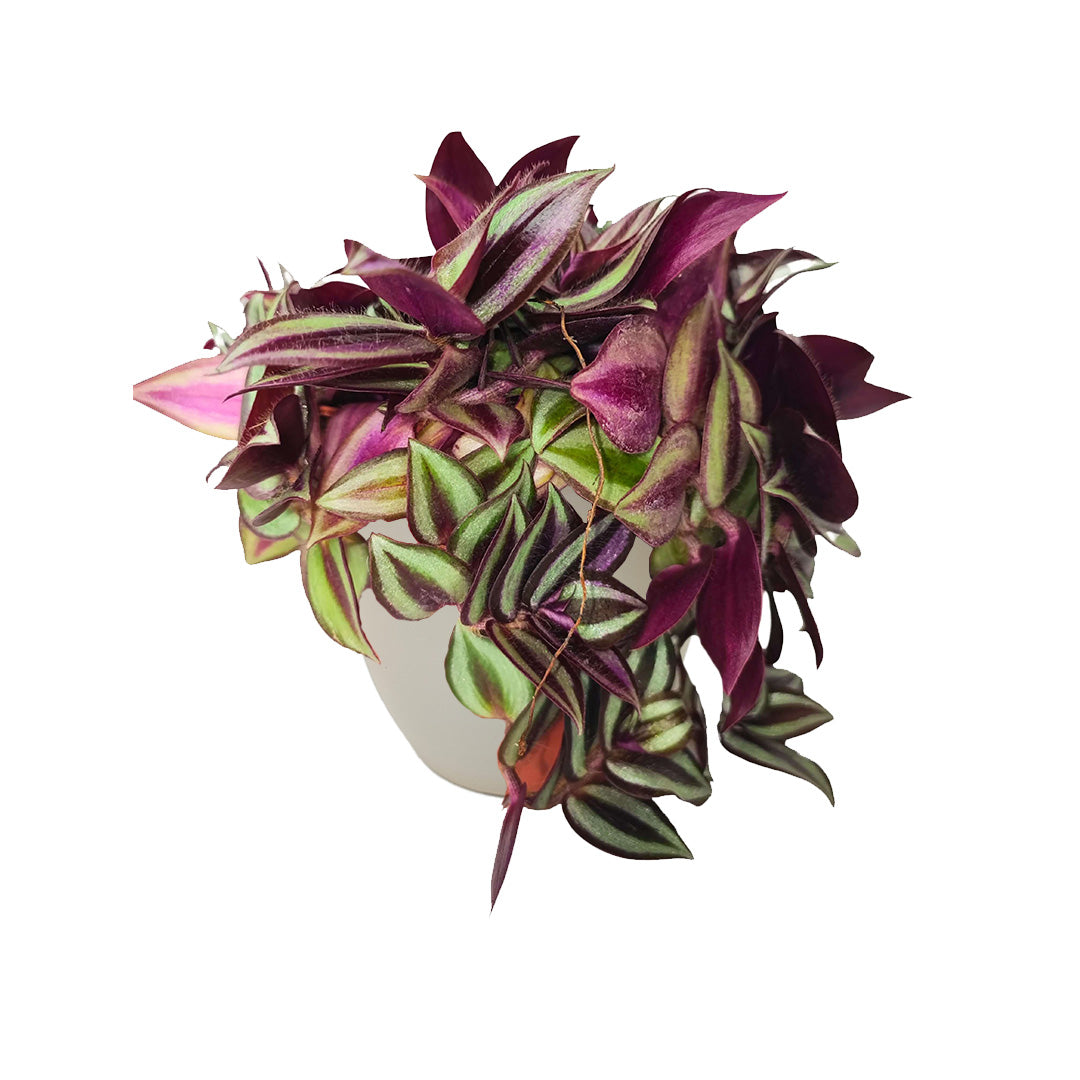 Tradescantia Zebrina con foglie striate verdi, argento e viola in vaso bianco riciclato da 13 cm
