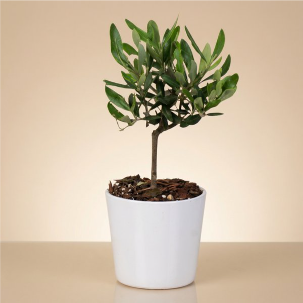 Bomboniera comunione bonsai olivo con box personalizzata