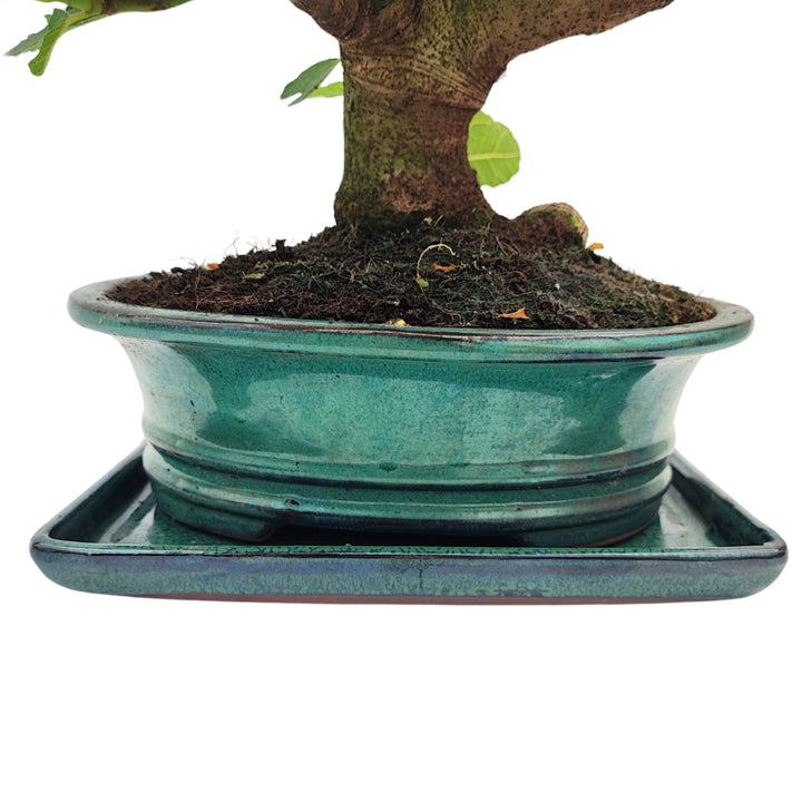 Vaso in ceramica smaltata verde con sottovaso coordinato, base bonsai Ficus carica da interno