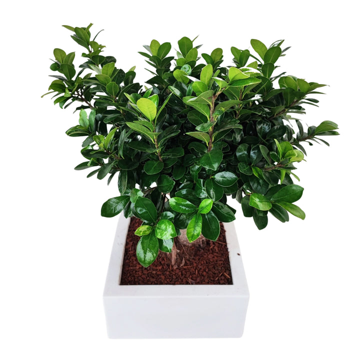 Bonsai ficus ginseng Vaso a Riserva D'acqua Minos - i Giardini di Giulia