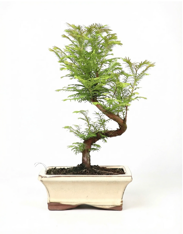 Bonsai Metasequoia glyptostroboides 7 anni - Collezione Premium