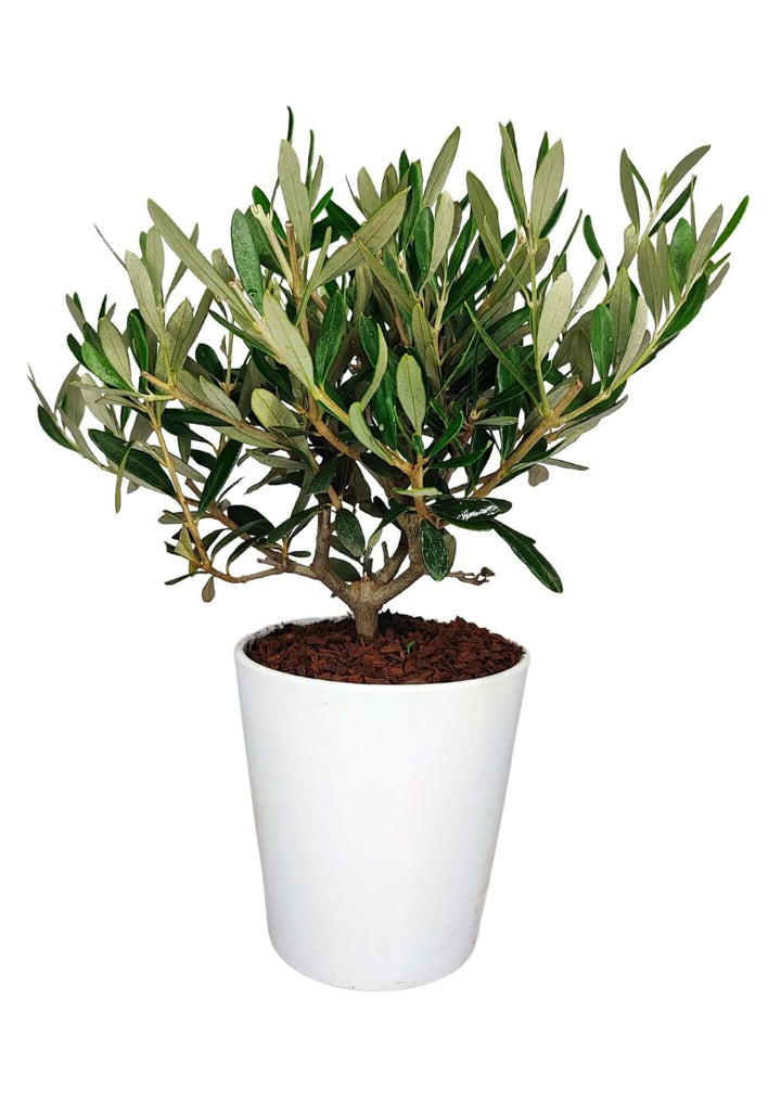 Bonsai Olivo 'Dallas Midi' 40 cm, pianta ornamentale con foglie argentee e tronco nodoso, coltivata in vaso di ceramica bianca 13 cm. Perfetta per ambienti interni ed esterni, resistente e facile da curare.