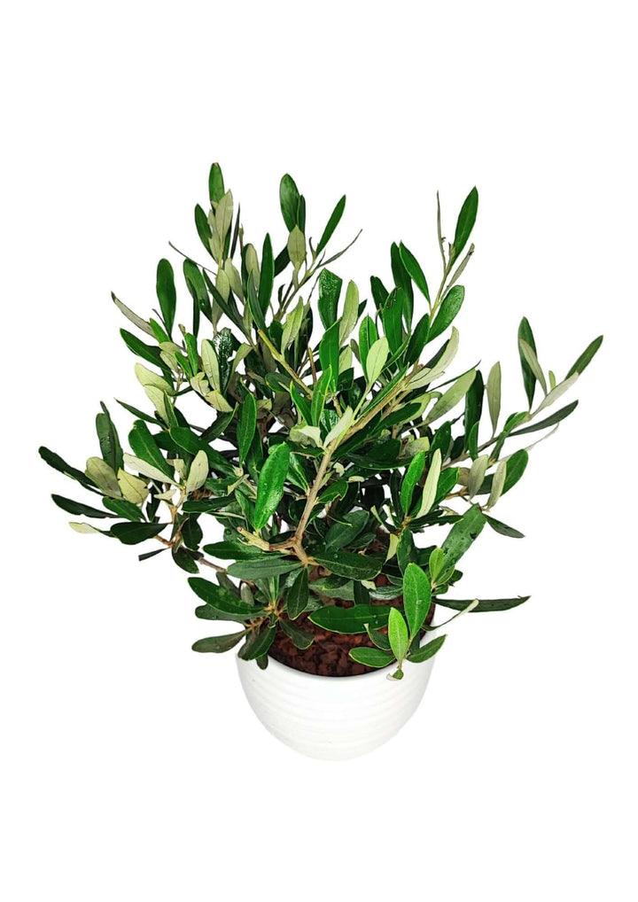 Dettaglio fogliame compatto e ornamentale del bonsai di olivo in vaso Bergamo