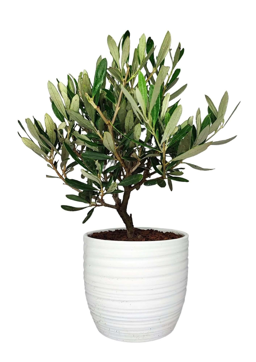Bonsai di olivo 40 cm con foglie verde argento in vaso bianco Bergamo