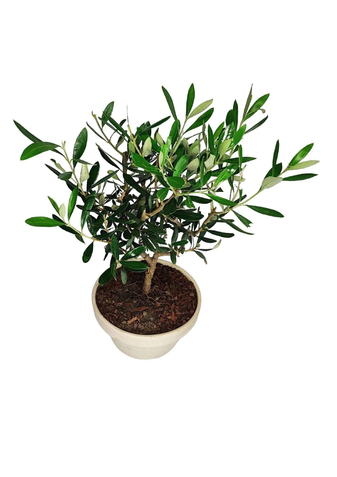Bonsai Olivo decorativo con vaso artigianale in terracotta chiara, ideale per ambienti eleganti e terrazzi luminosi