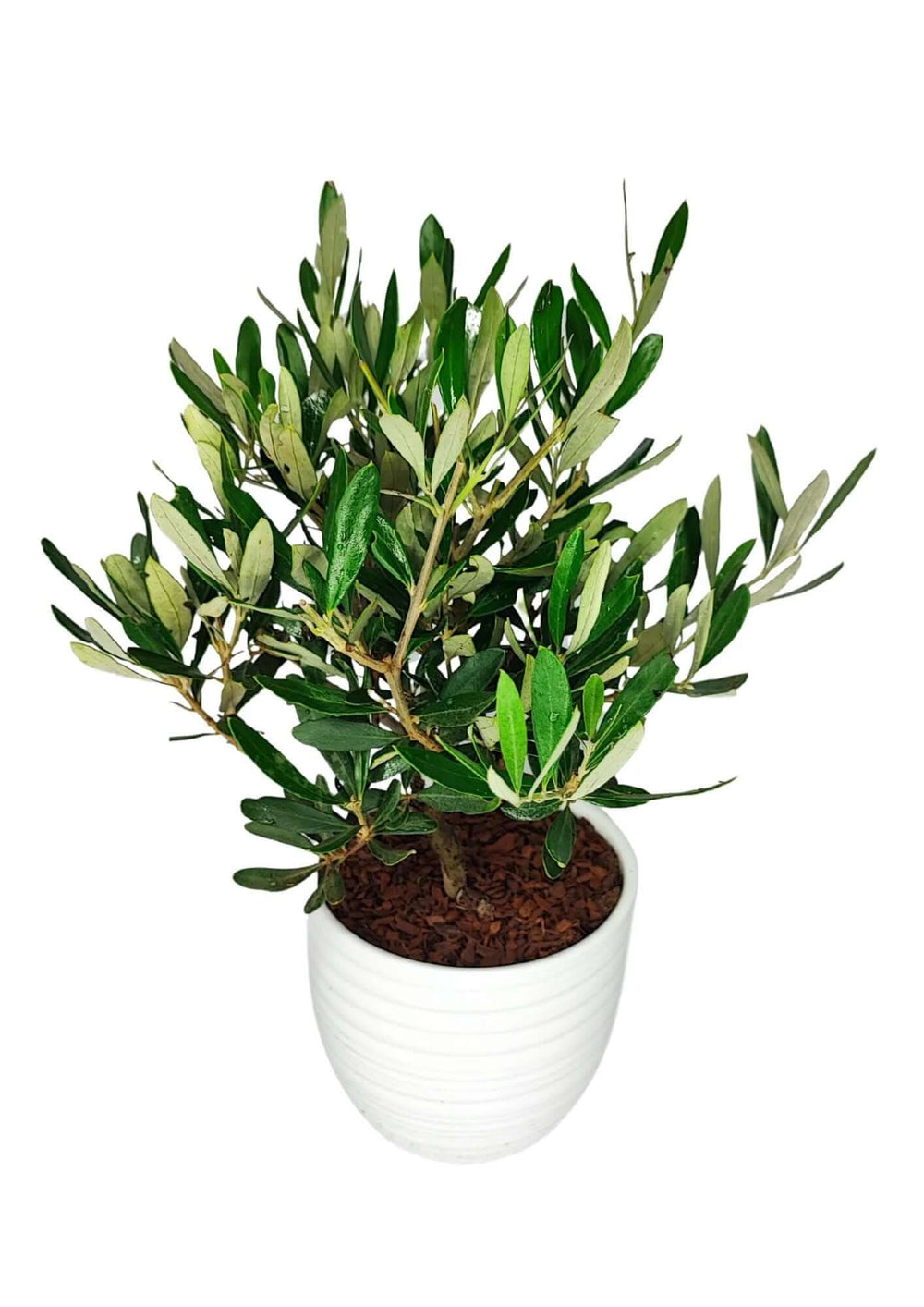 Bonsai di olivo 40 cm con vaso bianco in ceramica