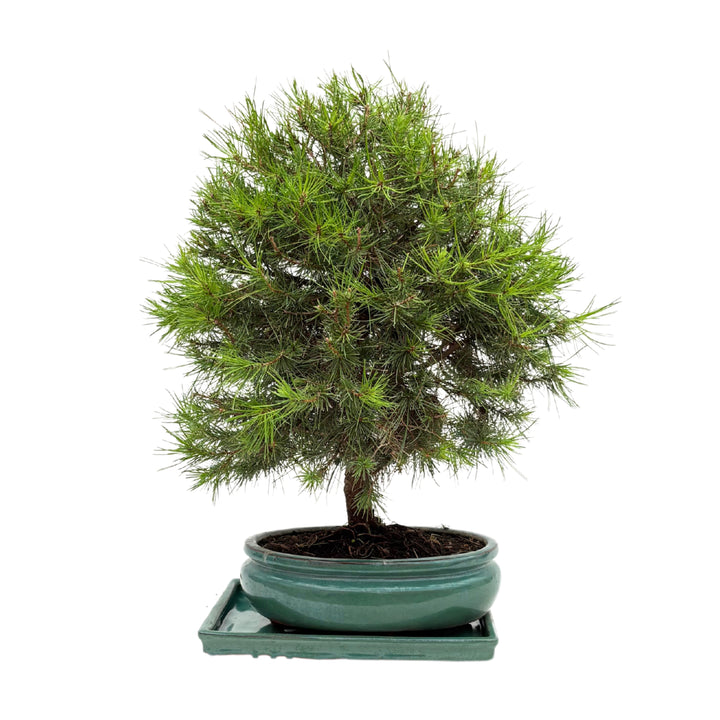 Alberello bonsai di pino visto frontalmente in vaso rotondo smaltato verde