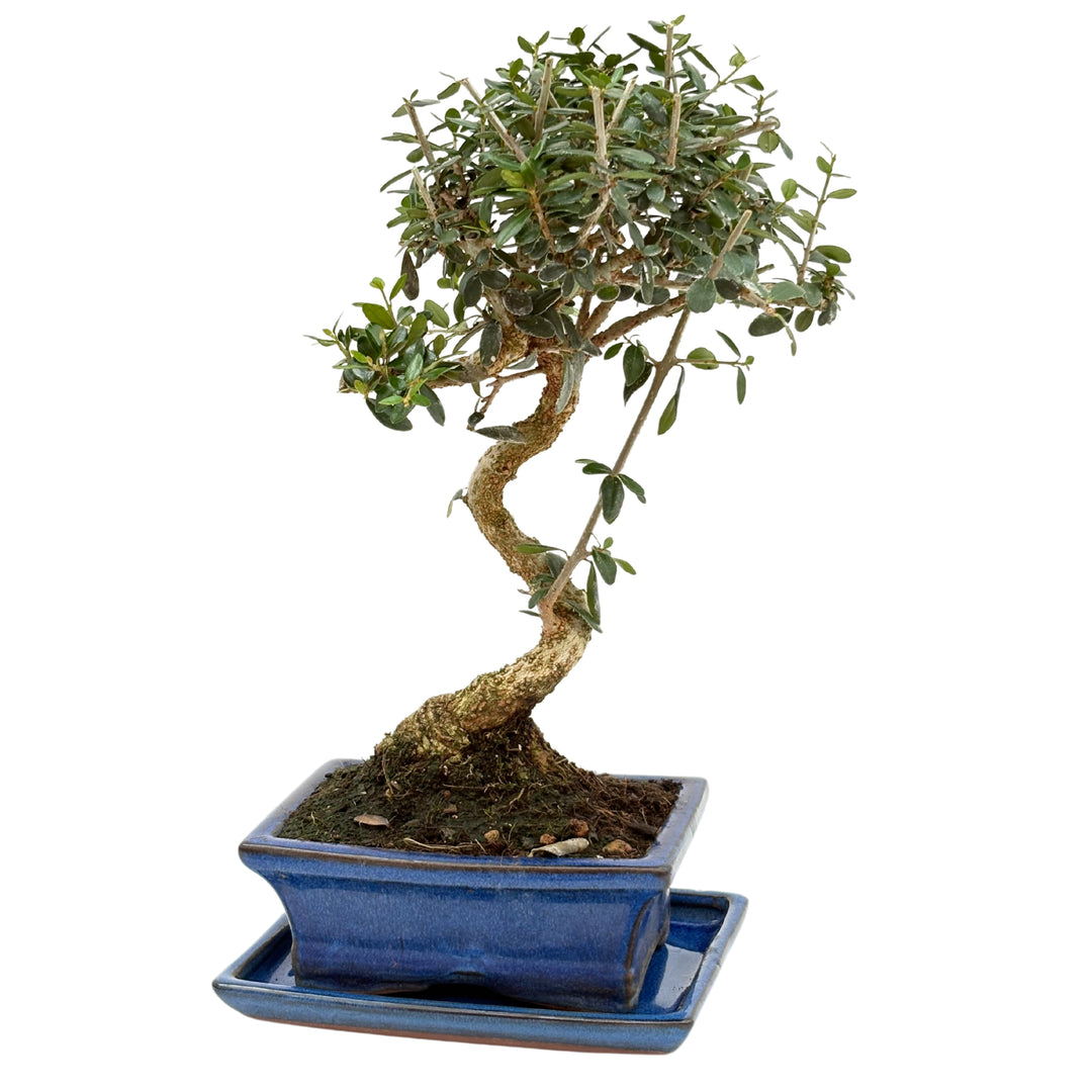 Profilo laterale di bonsai di ulivo con vaso ceramico blu