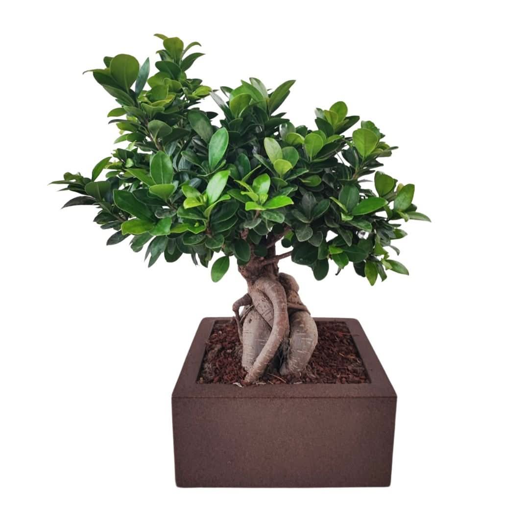 Bonsai ficus ginseng Vaso a Riserva D'acqua Minos - i Giardini di Giulia