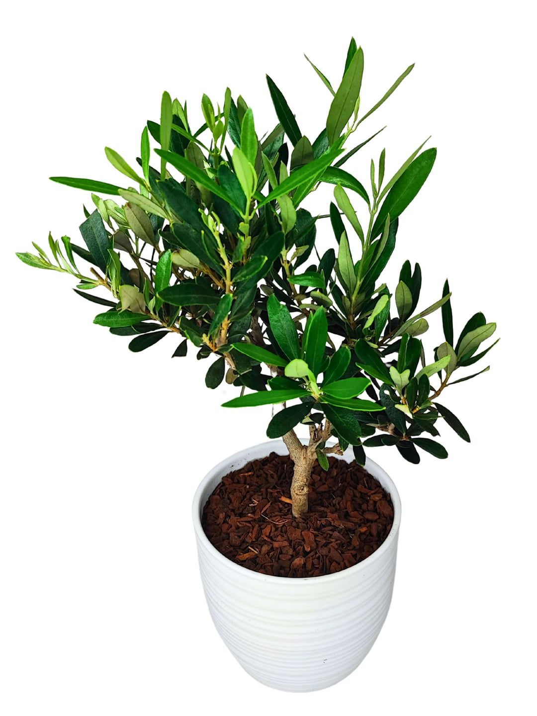 Tronco modellato e vaso in ceramica bianca del Bonsai di Olivo 40 cm, pianta da interno dal design raffinato