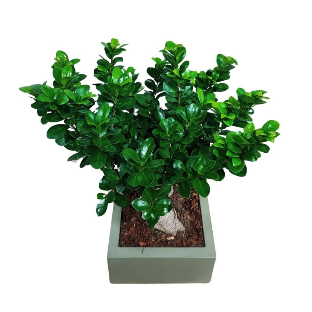Bonsai ficus ginseng Vaso a Riserva D'acqua Minos - i Giardini di Giulia