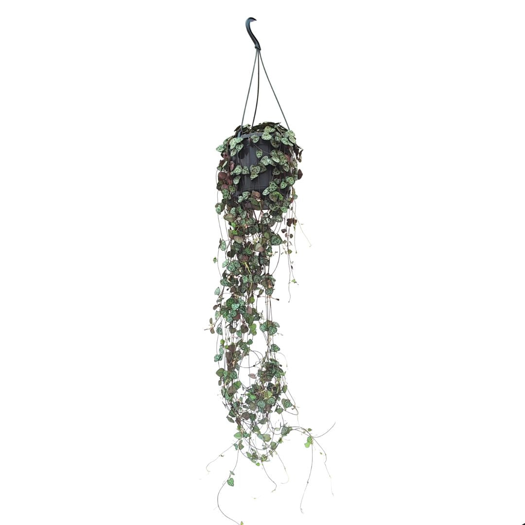 Ceropegia Woodii in vaso sospeso con rami lunghi e pendenti, creando un effetto cascata scenografico.