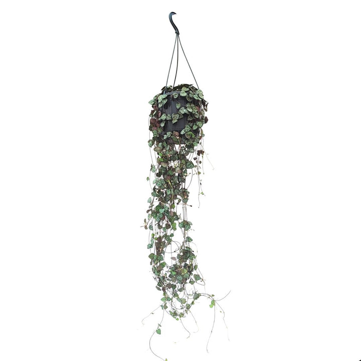 Ceropegia Woodii in vaso sospeso con rami lunghi e pendenti, creando un effetto cascata scenografico.