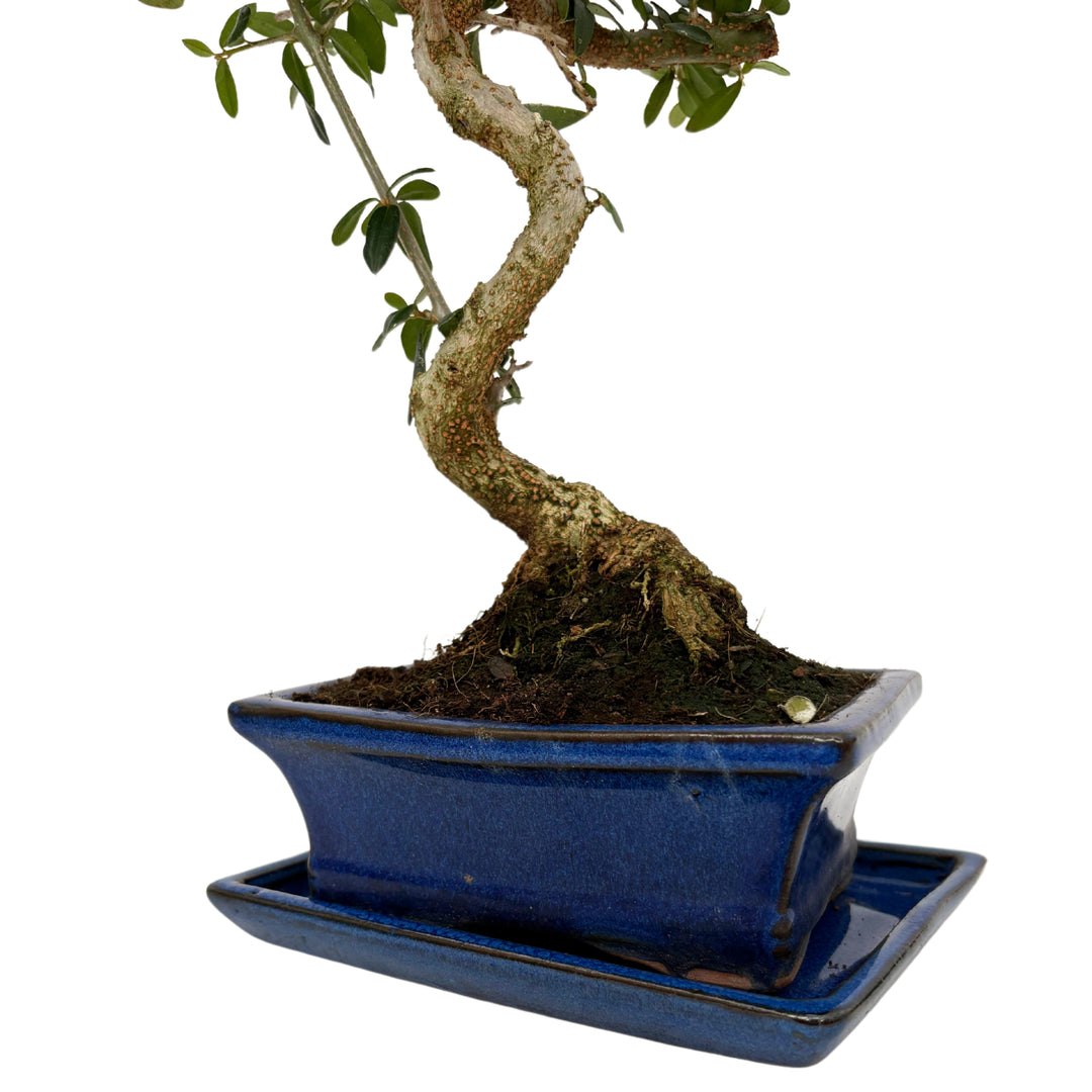 Dettaglio del tronco modellato e base radicale di un bonsai Olea europaea