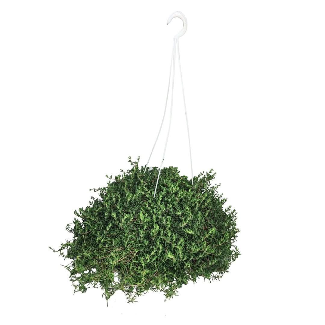 Pianta di Drosanthemum sospesa in vaso da 19 cm con portamento ricadente