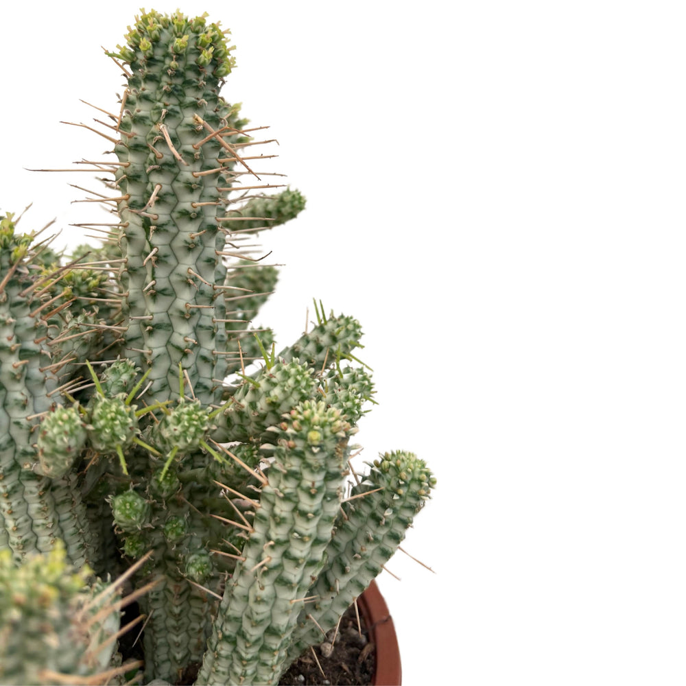 Dettaglio dei fusti scanalati dell’Euphorbia Phillipsioides con spine sottili e nuove crescite.