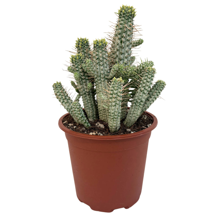 Euphorbia Phillipsioides in vaso da 17 cm con portamento eretto e fusti verde-grigi verticali.