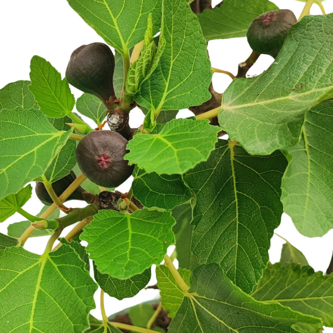 Dettaglio di fichi maturi e foglie larghe su bonsai Ficus carica, pianta ornamentale fruttifera