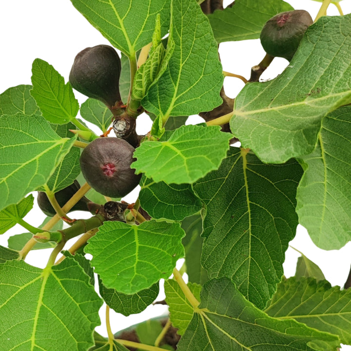 Dettaglio di fichi maturi e foglie larghe su bonsai Ficus carica, pianta ornamentale fruttifera