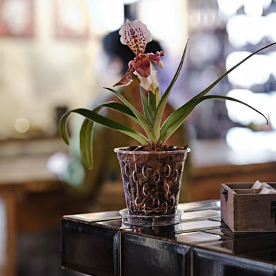 Flores Vaso per orchidea