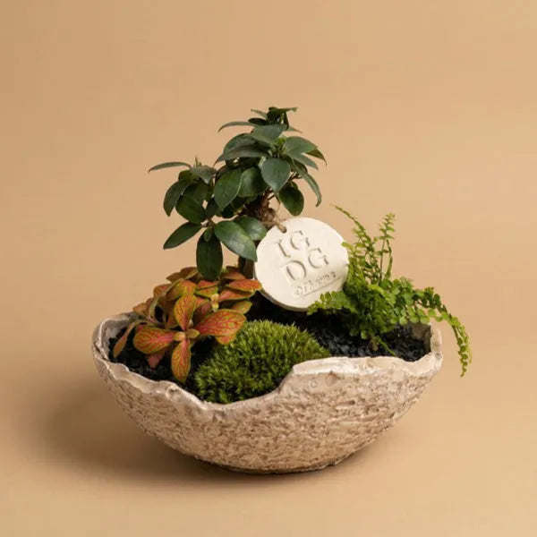 Geoterrarium con bonsai D.21