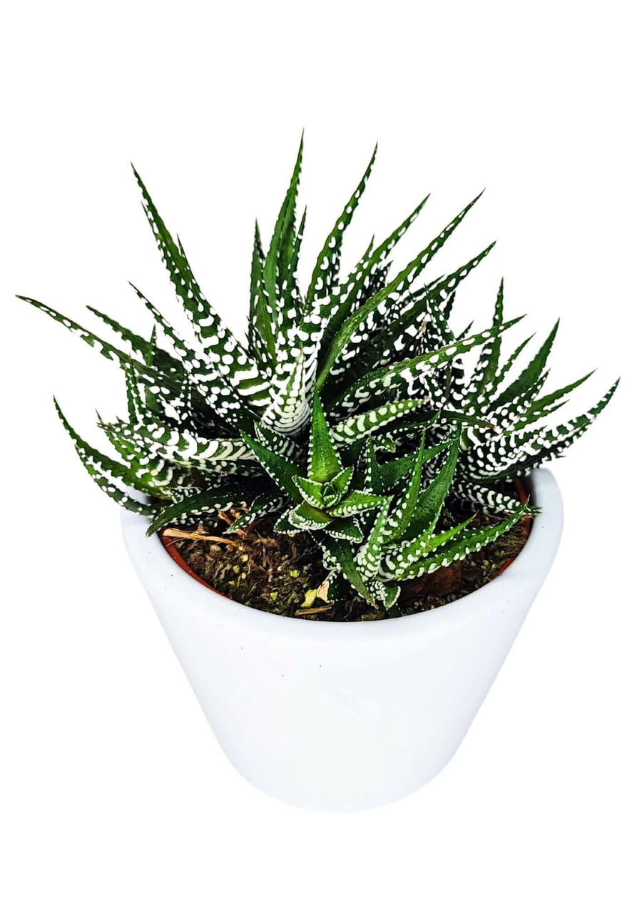 Haworthia Big Ben in vaso di ceramica bianco da 13 cm con foglie verdi e striature bianche, vista laterale