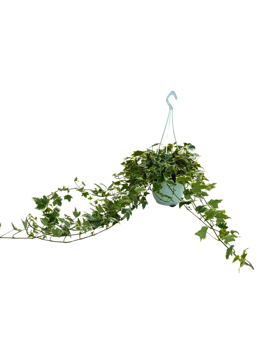 pianta pendente hedera variegata vista laterale vaso basket.