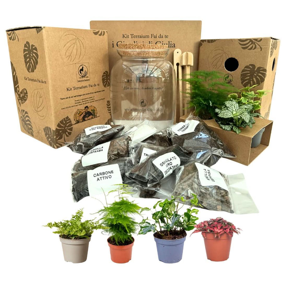 Kit Fai Da Te Terrarium Completo bestseller, vaso in vetro 17x26 cm con tappo sughero, 4 piantine da interno, substrati e decorazioni, attrezzi inclusi, mini ecosistema autosufficiente, idea regalo eco-friendly - I Giardini di Giulia