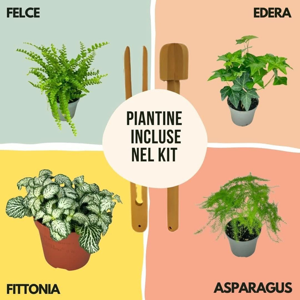 Grafica illustrata con le piantine incluse nel Kit Terrarium Fai Da Te Geometrico Florine: felce, edera, fittonia e asparagus, con attrezzi in legno su sfondi colorati.