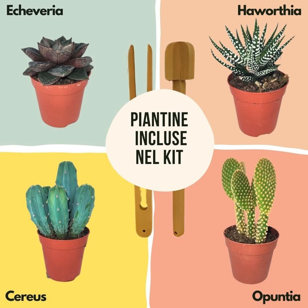 Piante grasse incluse nel kit: Echeveria, Haworthia, Opuntia e Cereus