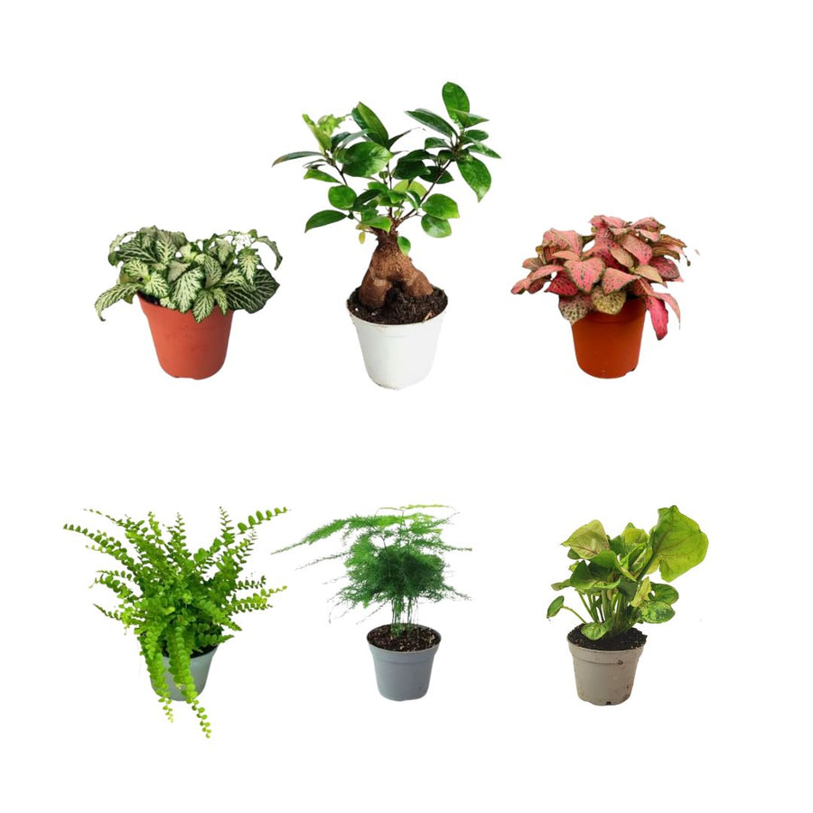 sei piantine verdi tra cui due fittonie tre piantine verdi e un bonsai