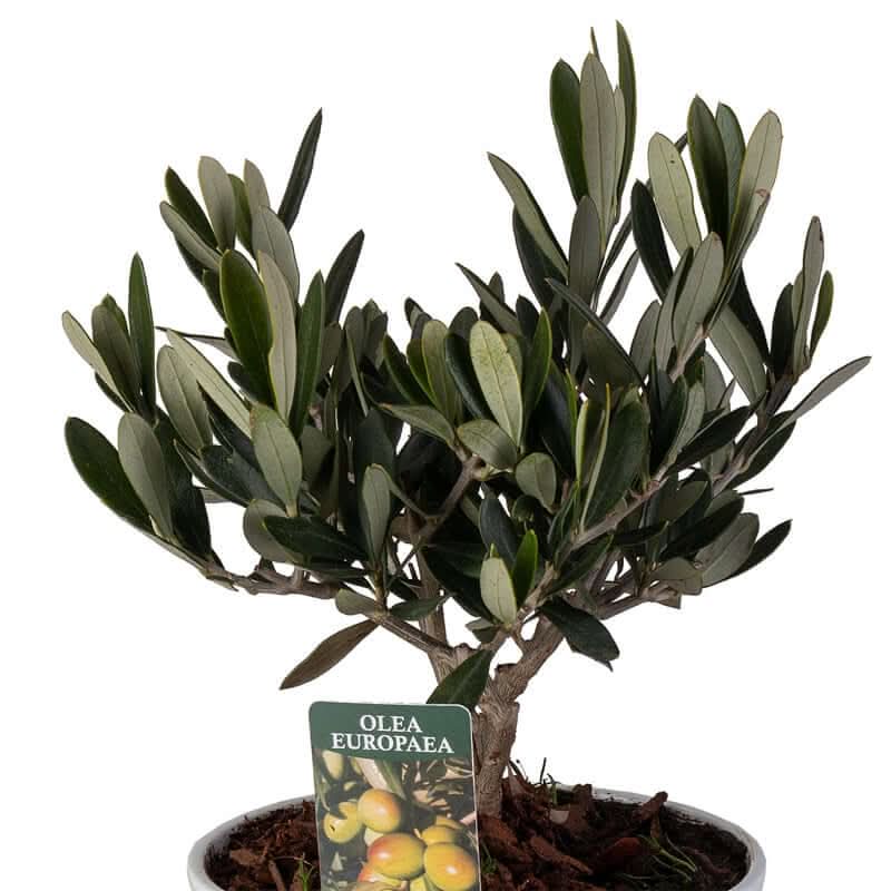 Dettaglio delle foglie dell’olivo Olea europaea con cartellino identificativo