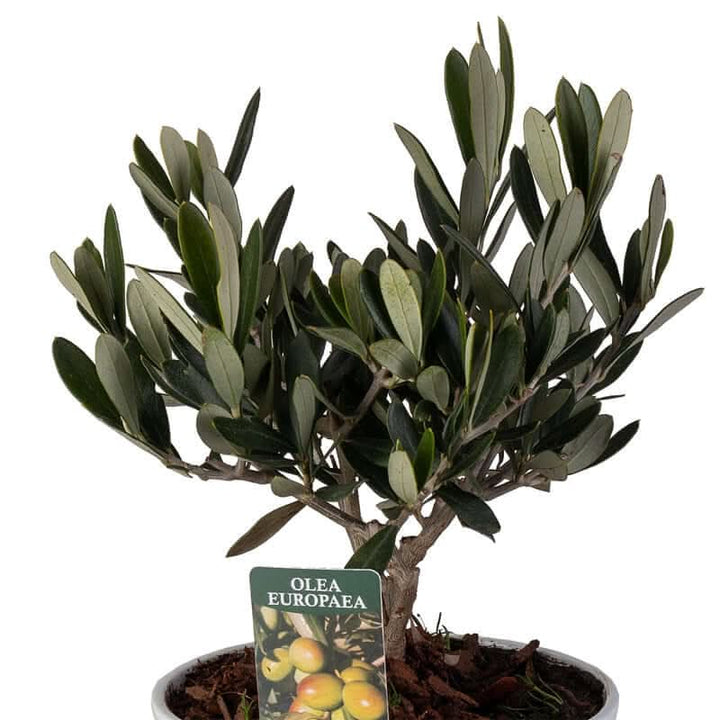 Dettaglio delle foglie dell’olivo Olea europaea con cartellino identificativo
