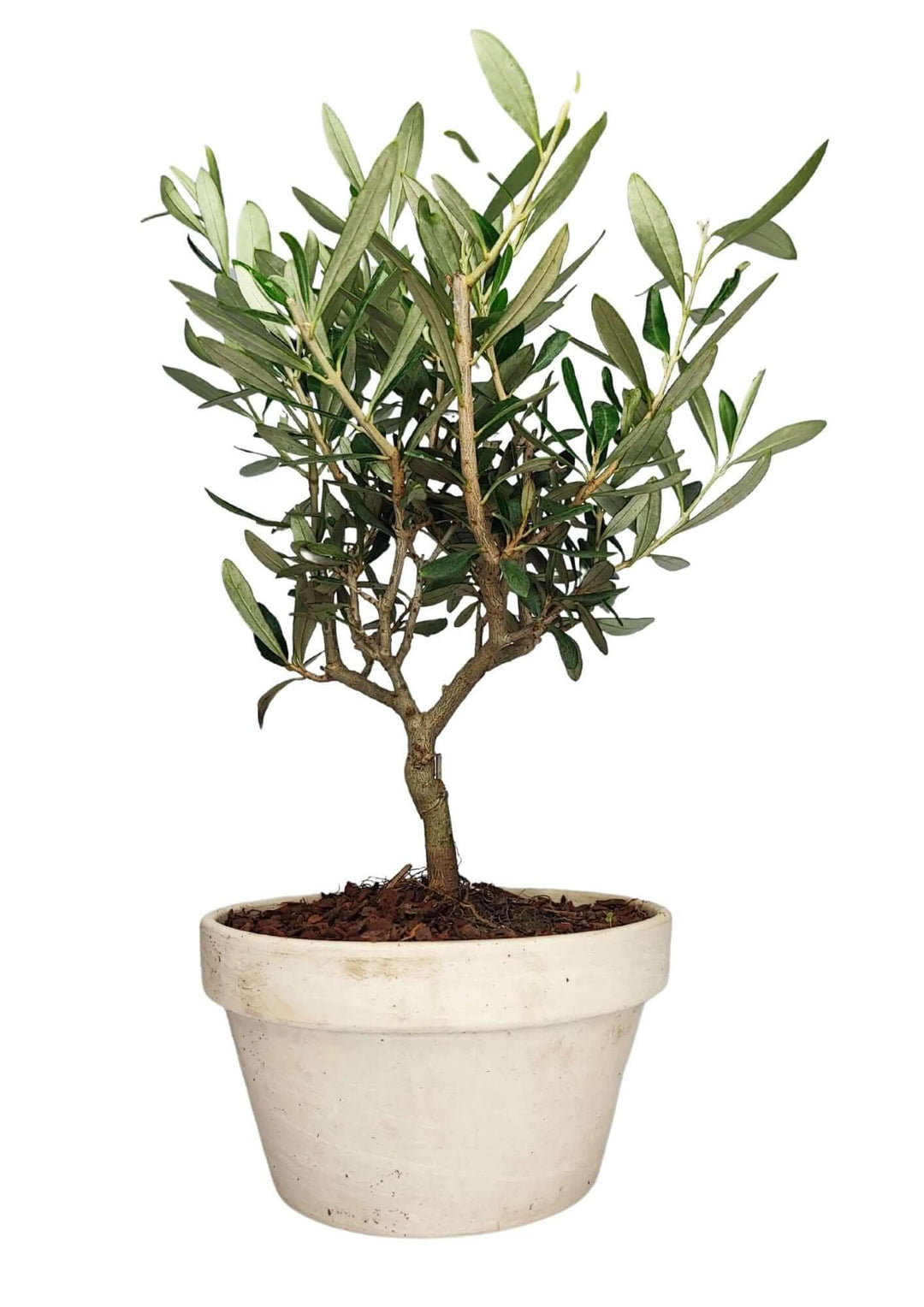 Bonsai Olivo ‘Granit’ in vaso di terracotta da 16 cm, tronco nodoso e chioma compatta, pianta viva da esterno o interno