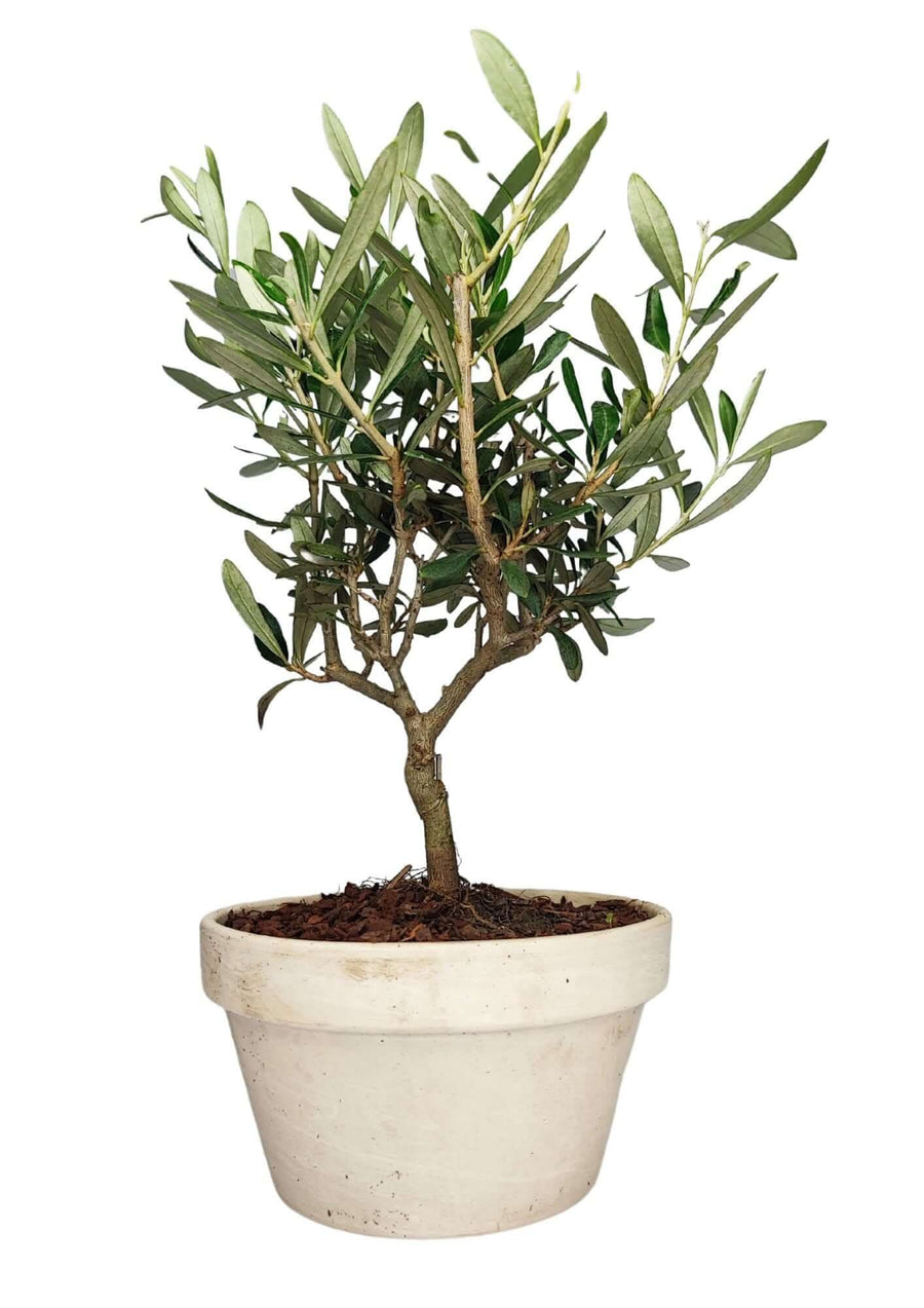 Bonsai Olivo ‘Granit’ in vaso di terracotta da 16 cm, tronco nodoso e chioma compatta, pianta viva da esterno o interno