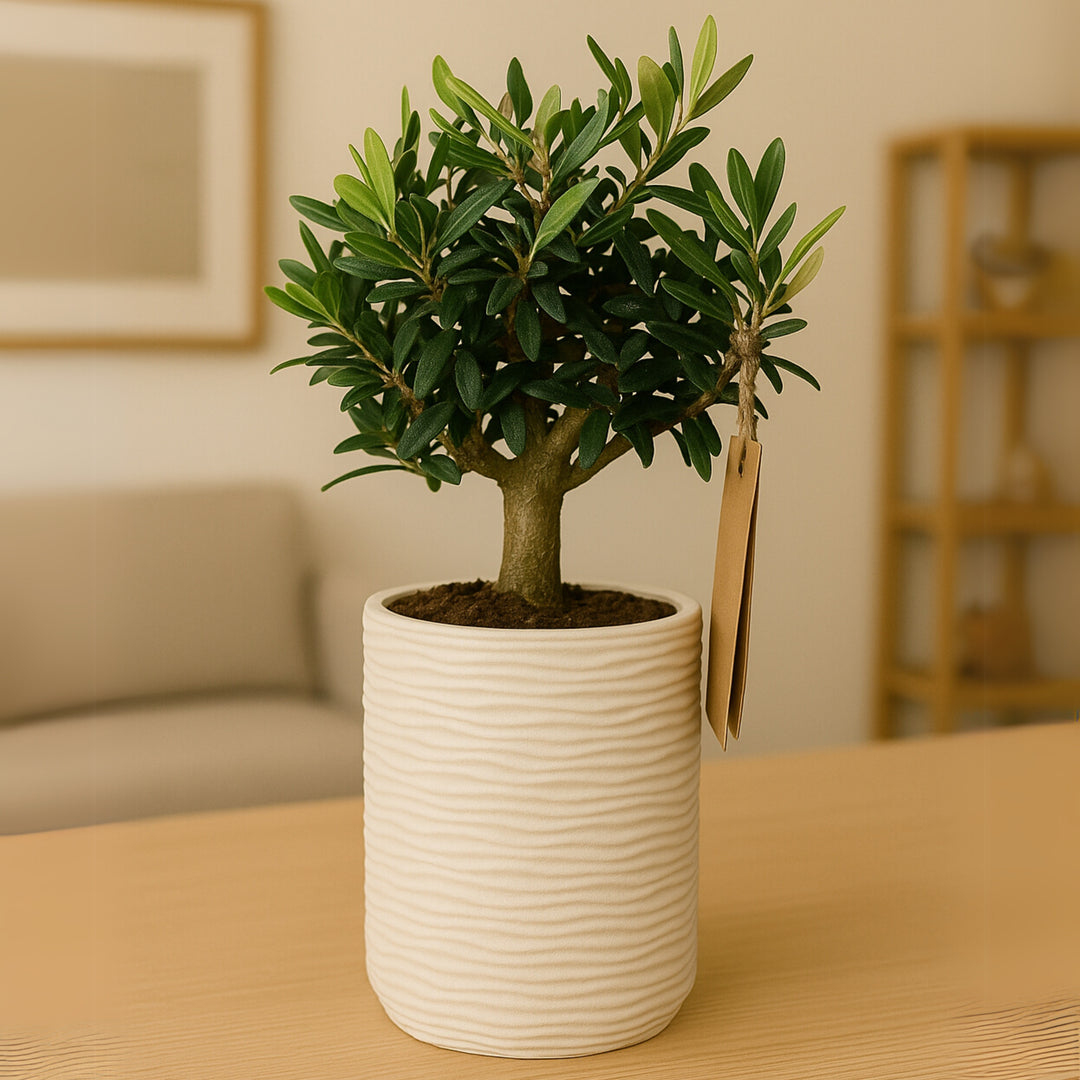 Pianta di olivo bonsai in vaso di ceramica bianca rigata su tavolo in salotto moderno. Foglie verdi brillanti e tronco compatto, ideale come decorazione green e simbolo mediterraneo in ambienti eleganti.