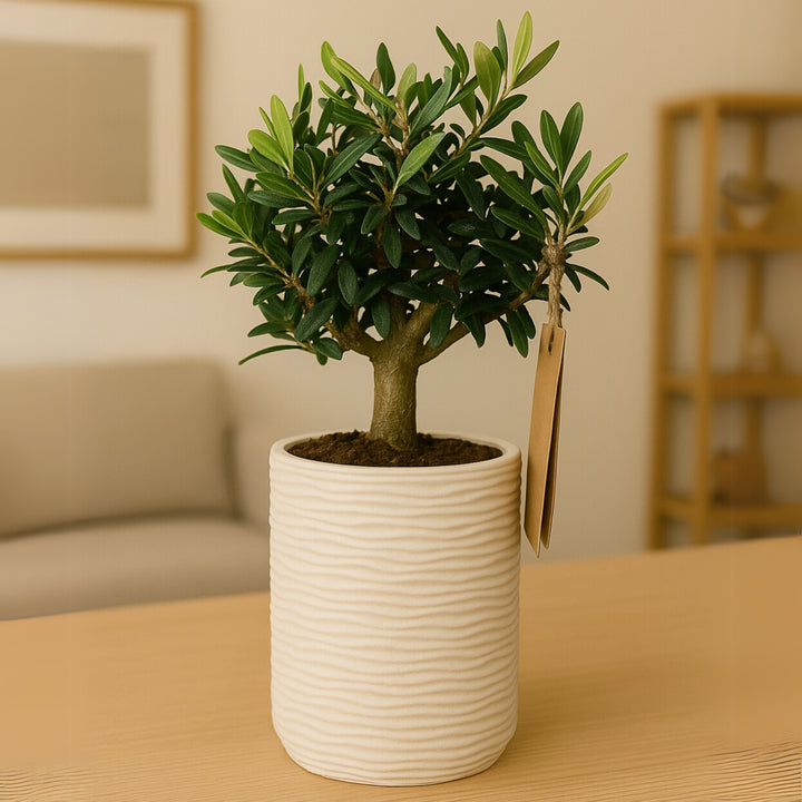 Pianta di olivo bonsai in vaso di ceramica bianca rigata su tavolo in salotto moderno. Foglie verdi brillanti e tronco compatto, ideale come decorazione green e simbolo mediterraneo in ambienti eleganti.