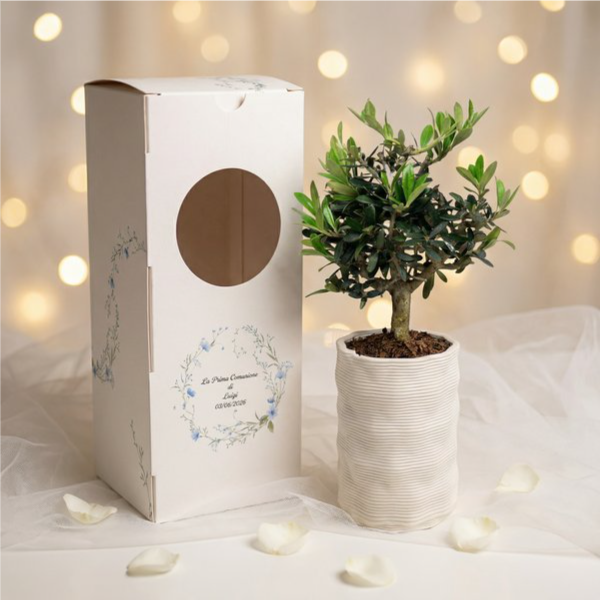 Bomboniera comunione bonsai olivo con box personalizzata
