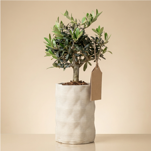 Bomboniera green bonsai olivo regalo ecologico per eventi