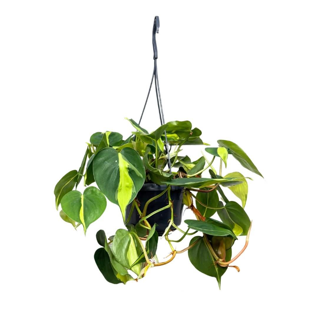 Philodendron Scandens Brasil in vaso da 15 cm, pianta ricadente con foglie variegate
